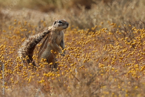 inquisitive ground squirrel