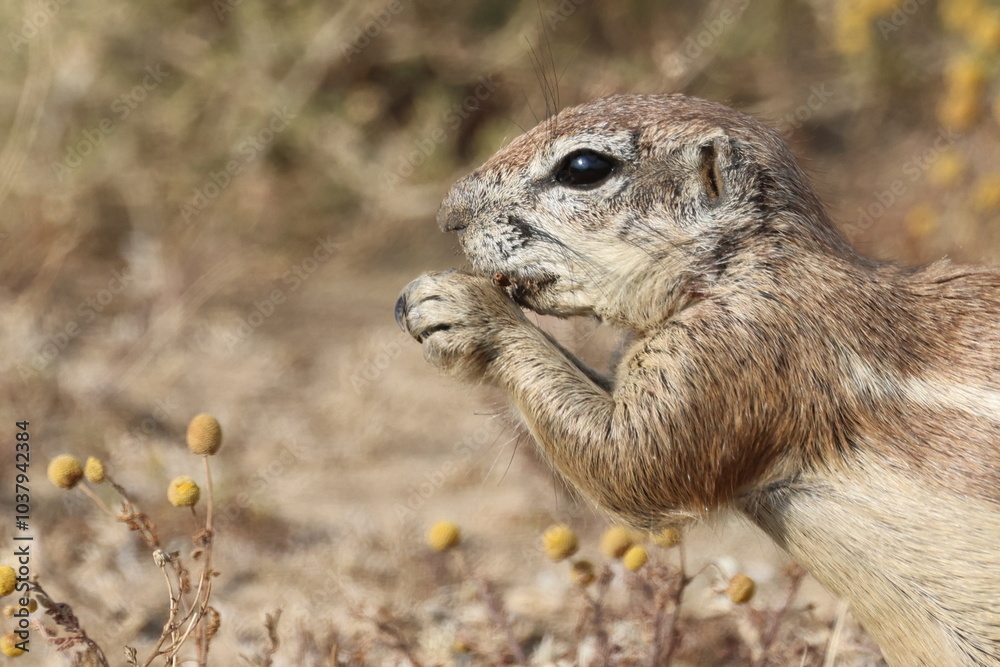 Fototapeta premium Ground squirrel eating