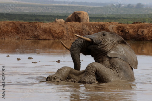 Reclining elephant