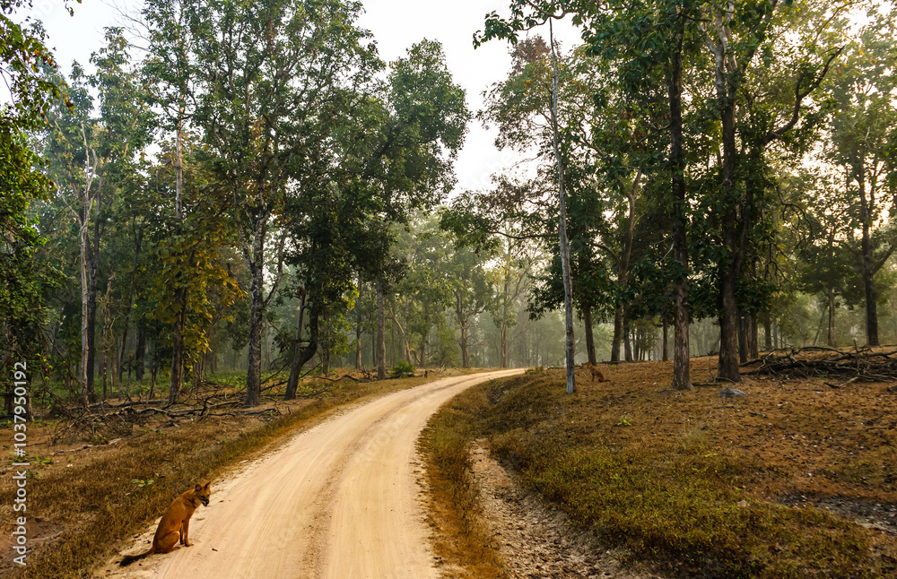 Obraz premium A forest landscape unfolds with towering trees, dappled sunlight filtering through leaves, rich undergrowth, winding trails, vibrant wildlife calls, and a serene, timeless natural ambiance.