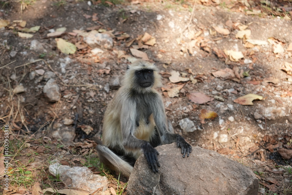 Obraz premium Langurs in Indian forests are arboreal primates with long tails, feeding on fruits and leaves, thriving in groups, and playing vital ecological roles as seed dispersers.