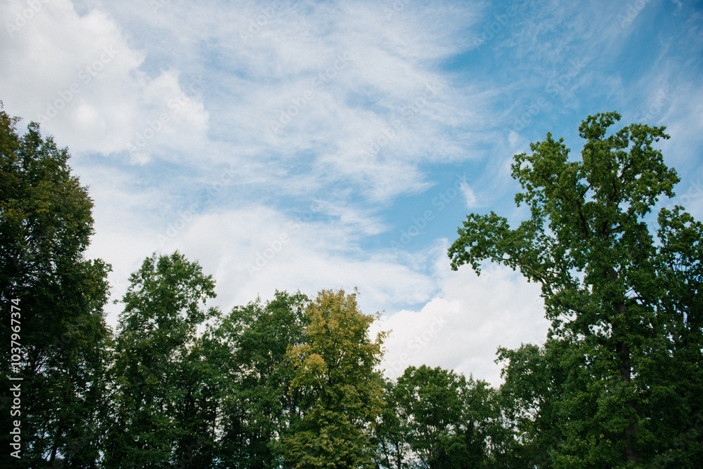 A picturesque group of trees stands beautifully against a vibrant blue sky adorned with fluffy clouds drifting lazily by A picturesque group of trees stands beautifully against a vibrant blue sky adorned with fluffy clouds drifting lazily by