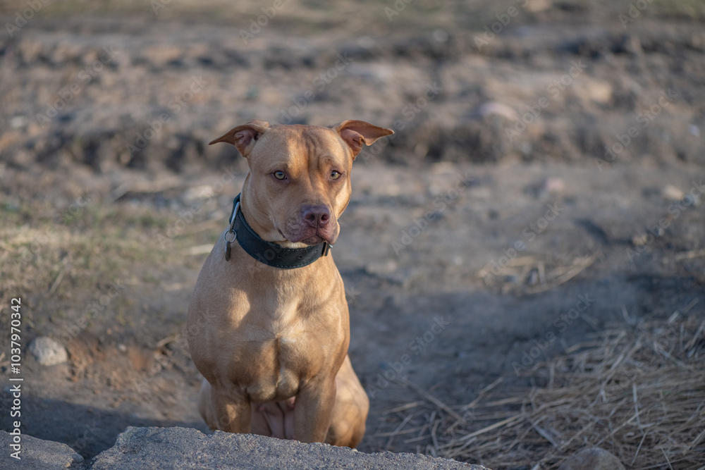 American Pit Bull Terrier playing on the field. American Pit Bull Terrier playing on the field.