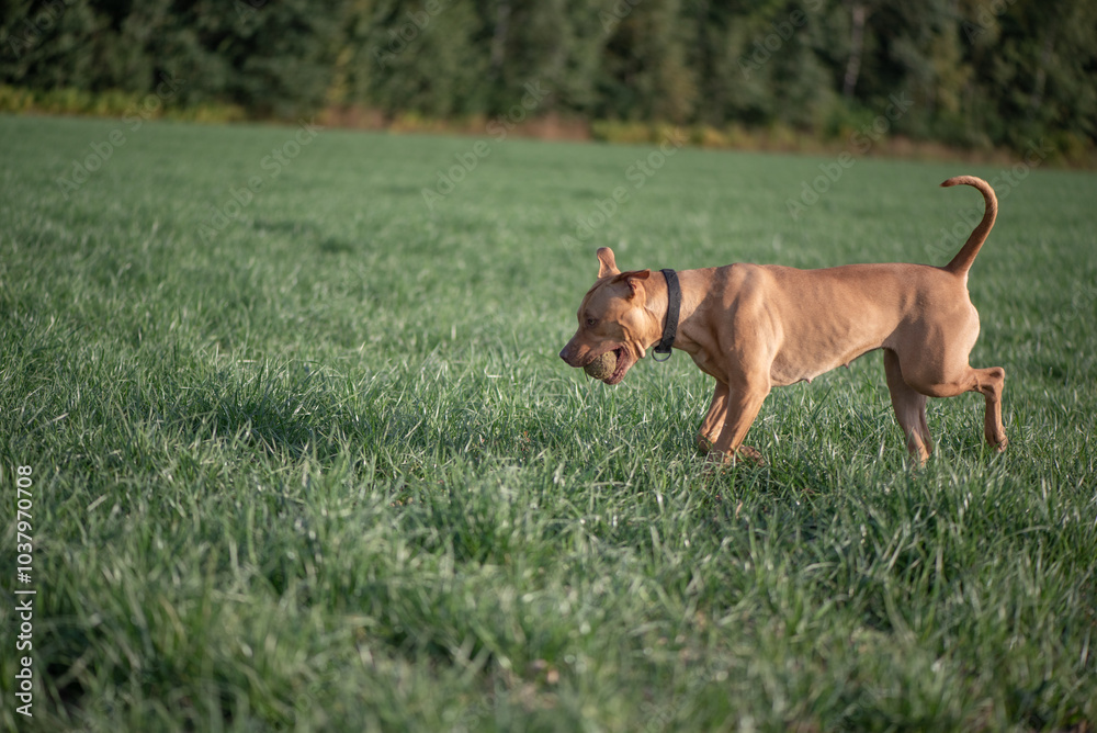 American Pit Bull Terrier playing on the field. American Pit Bull Terrier playing on the field.