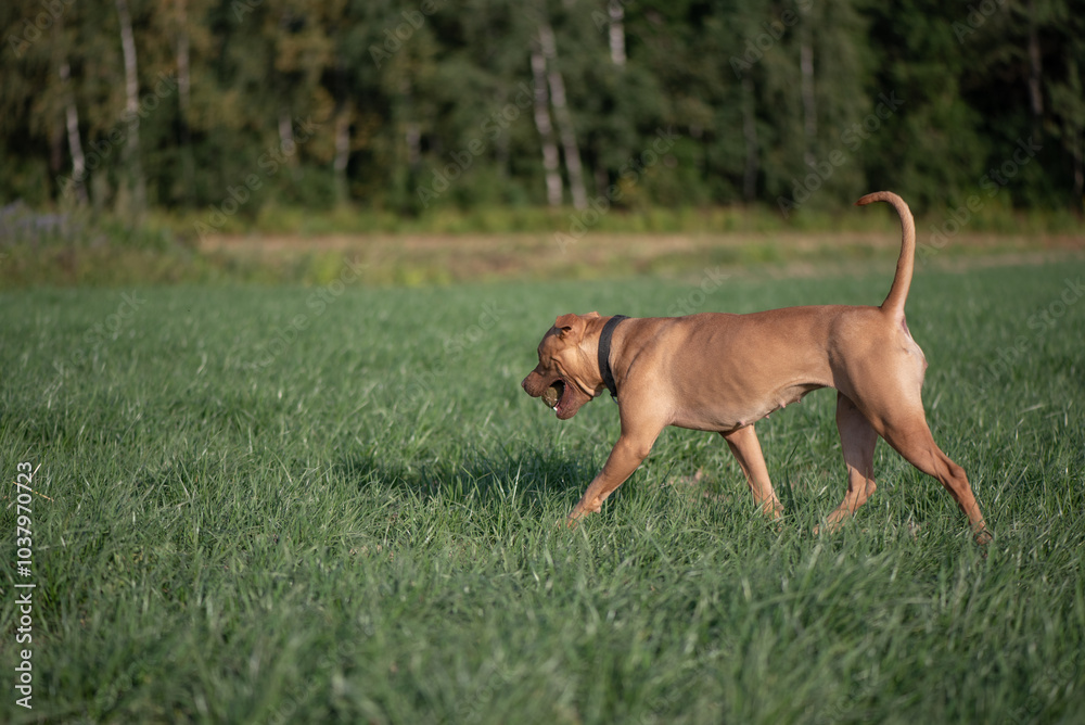 American Pit Bull Terrier playing on the field. American Pit Bull Terrier playing on the field.