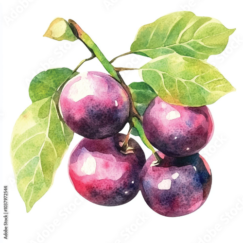 Akebia fruit watercolor clipart illustration