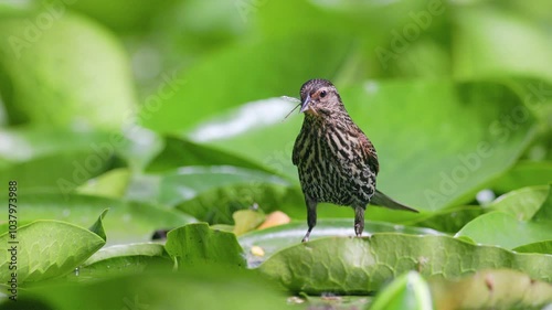 Female red-winged Blackbird (Agelaius phoeniceus) walking and jumping over big lily pads floating on a pond with a damselfly in its mouth in slow motion. Captured at 120 frames per second. photo