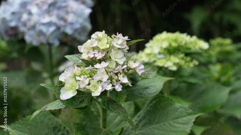 Nature purple Hydrangea flower on ground in spring - Closeup in the wind Nature purple Hydrangea flower on ground in spring - Closeup in the wind