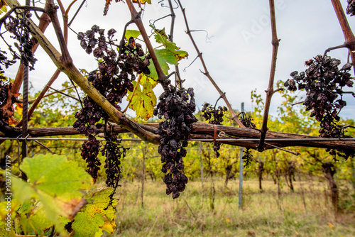 2023 11 01 Lonigo grapes 2 photo