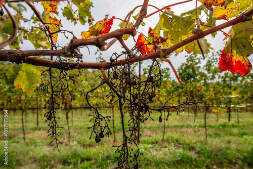 2023 11 01 Lonigo grapes 3 photo