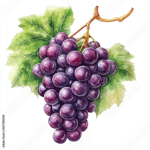 Amazon grape fruit watercolor clipart illustration