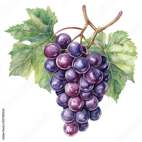 Amazon grape fruit watercolor clipart illustration