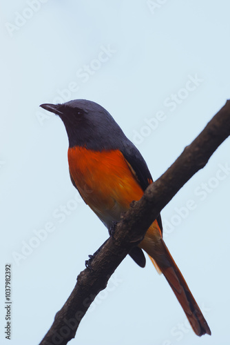 Scarlet minivet with vibrant orange and black plumage perched on a branch in a tropical forest. Ideal for wildlife photography, birdwatching, and nature conservation projects featuring tropical photo