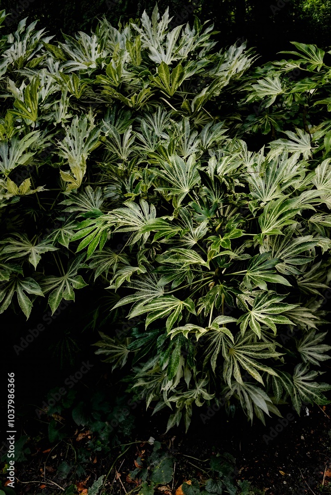 Close-Up of Lush Green Foliage in Natural Light Close-Up of Lush Green Foliage in Natural Light