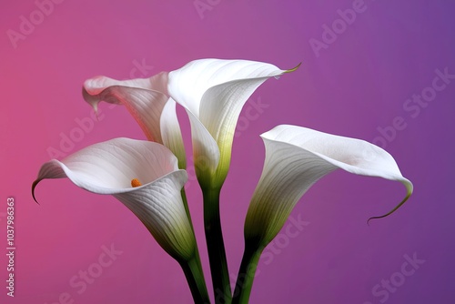 White calla lily flowers against a pink and purple background