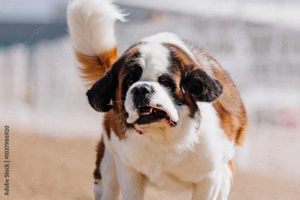 Purebred Saint Bernard Running Lure Course Sprint Dog Sport Purebred Saint Bernard Running Lure Course Sprint Dog Sport
