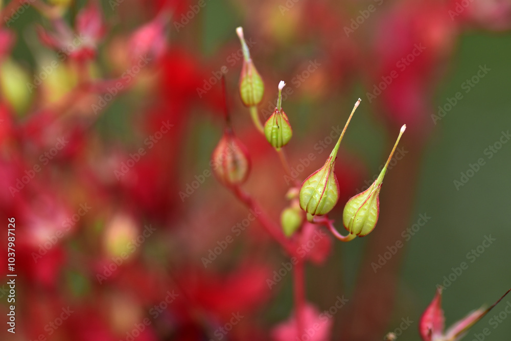 Herb-Robert (Geranium robertianum) fruits with a reddish background Herb-Robert (Geranium robertianum) fruits with a reddish background