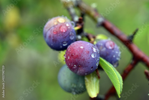 Detail of the edible bluish fruits of blackthorn (Prunus spinosa)