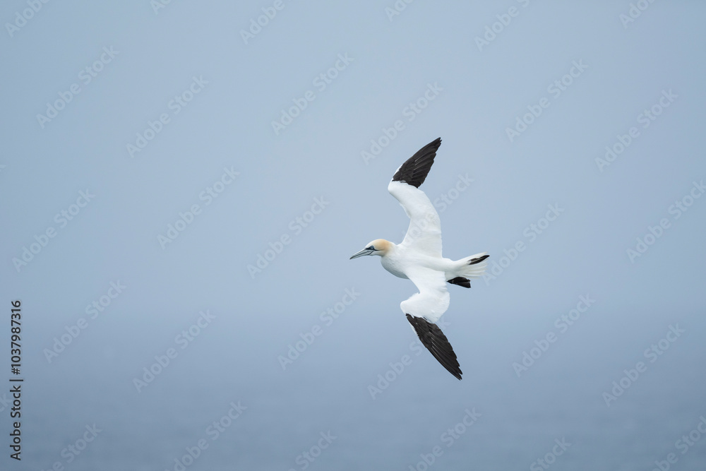 Fototapeta premium Northern Gannet at Noup Head, Westray, Orkney, Scotland