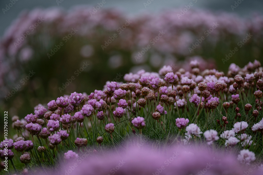 Obraz premium Thrift (Armeria maritima) flowers among cliffs, Orkney, Scotland