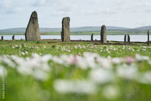 Flowers below standing stones, Ring of Brodgar, Orkney, Scotland photo