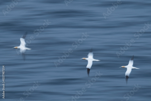 Northern Gannet at Noup Head, Westray, Orkney, Scotland photo