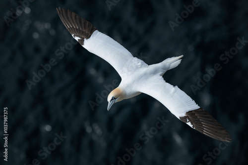 Northern Gannet at Noup Head, Westray, Orkney, Scotland photo