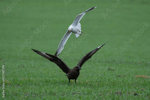 Seagull attachs Bonxie - Great Skua in field, Rousay, Orkney, Scotland photo