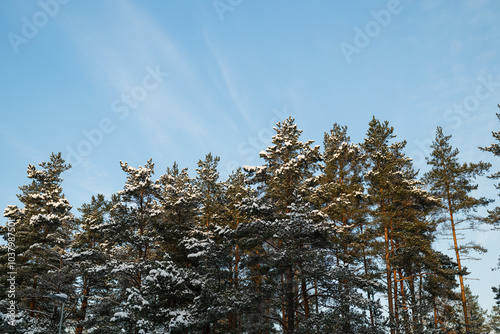 Photography Snowy pine trees against clear blue sky on a winter day