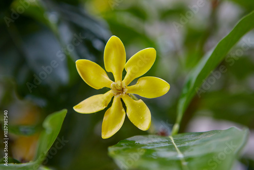 Close-up view of yellow Kedah Gardenia blooming on branch photo