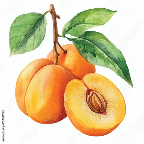 Apricot fruit watercolor clipart illustration