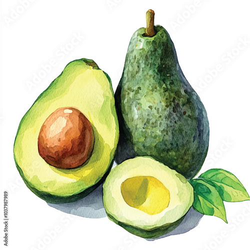 Avocado fruit watercolor clipart illustration