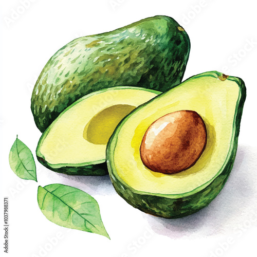 Avocado fruit watercolor clipart illustration