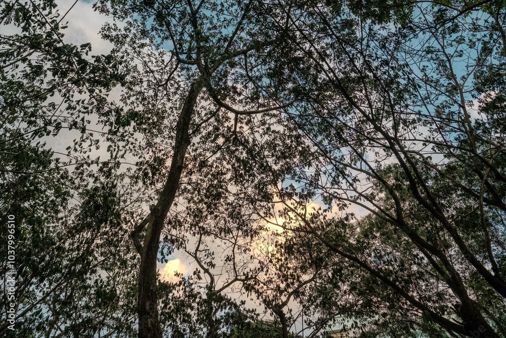 Naklejka premium Trees sunset blue sky top view silhouette 