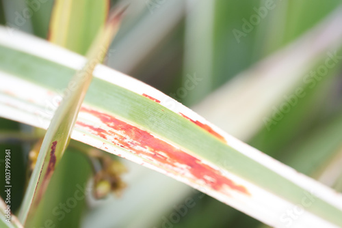 australian native dianella flax lily with rust photo