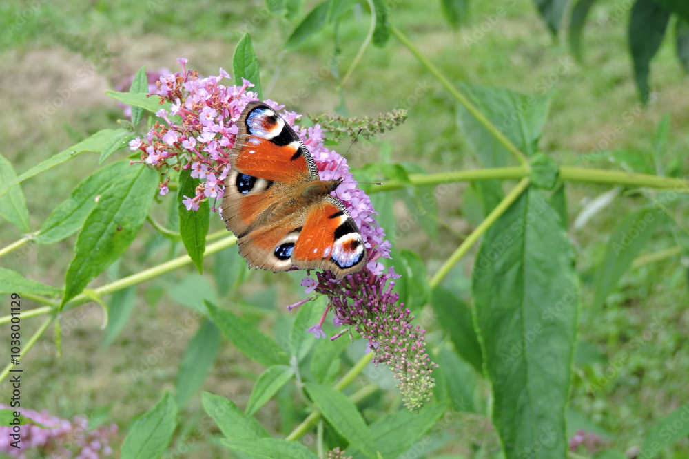 A peacock butterfly with open wings sucking up nectar from buddleia pink flowers A peacock butterfly with open wings sucking up nectar from buddleia pink flowers