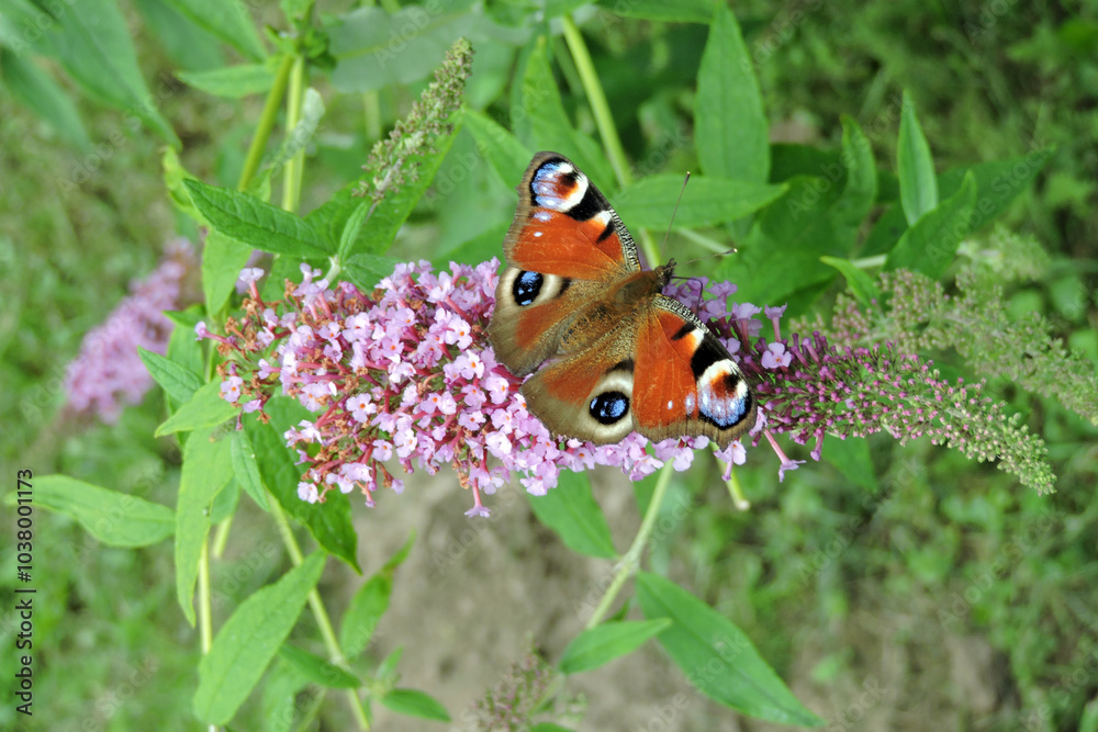 A peacock butterfly with open wings sucking up nectar from buddleia pink flowers A peacock butterfly with open wings sucking up nectar from buddleia pink flowers