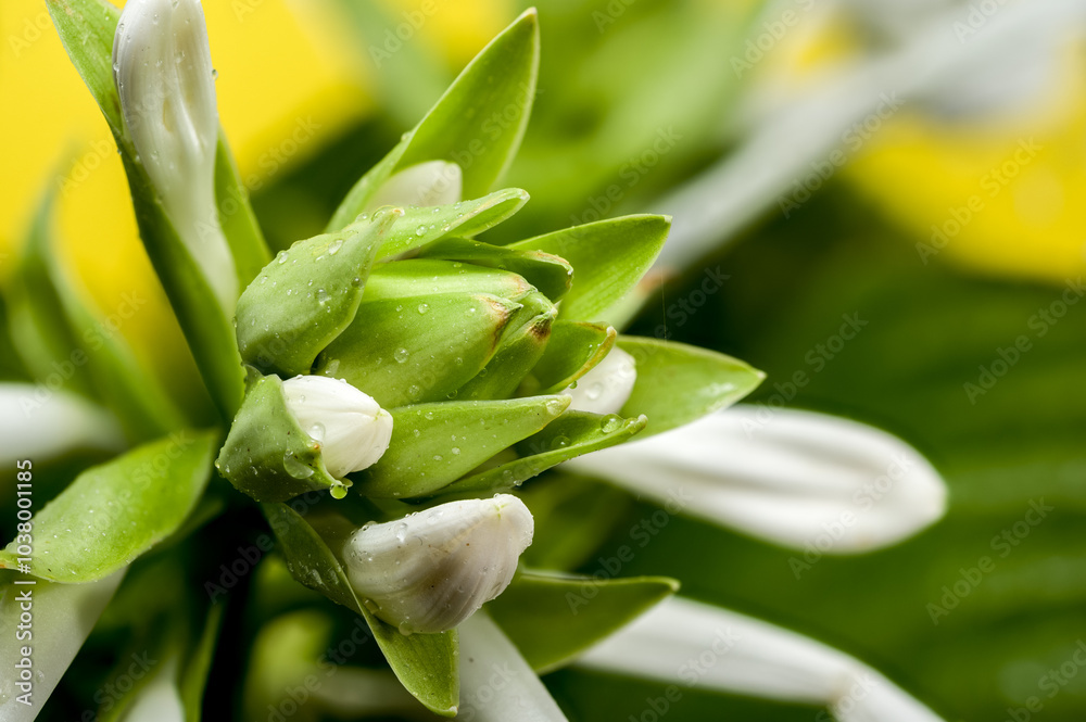Fototapeta premium Blooming white hosta on a yellow background