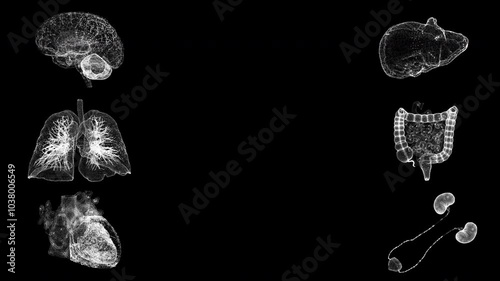 Anatomical Motion Scan