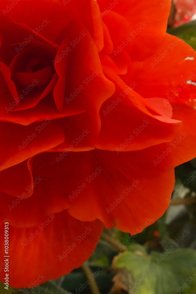 赤いバラのクローズアップ