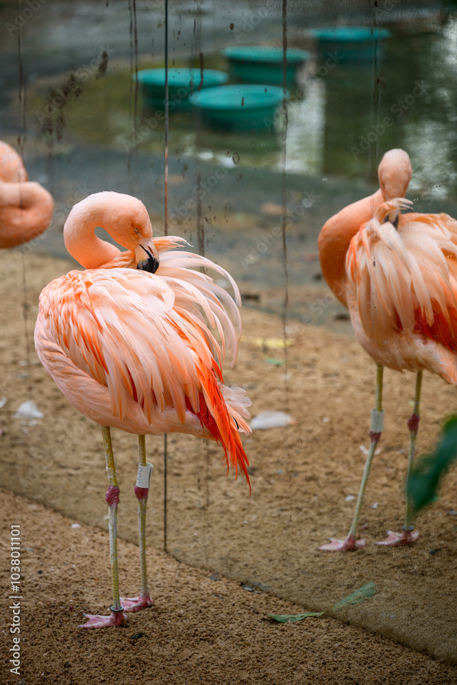 A vibrant group of elegant flamingos is standing closely next to one another on the soft ground, showcasing their striking pink feathers and unique beaks A vibrant group of elegant flamingos is standing closely next to one another on the soft ground, showcasing their striking pink feathers and unique beaks
