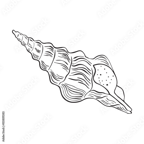 Vector Seashell. Hand drawn illustration of sea Shell on isolated background. Drawing of Scallop on outline style. Sketch of Cockleshell painted by black ink.