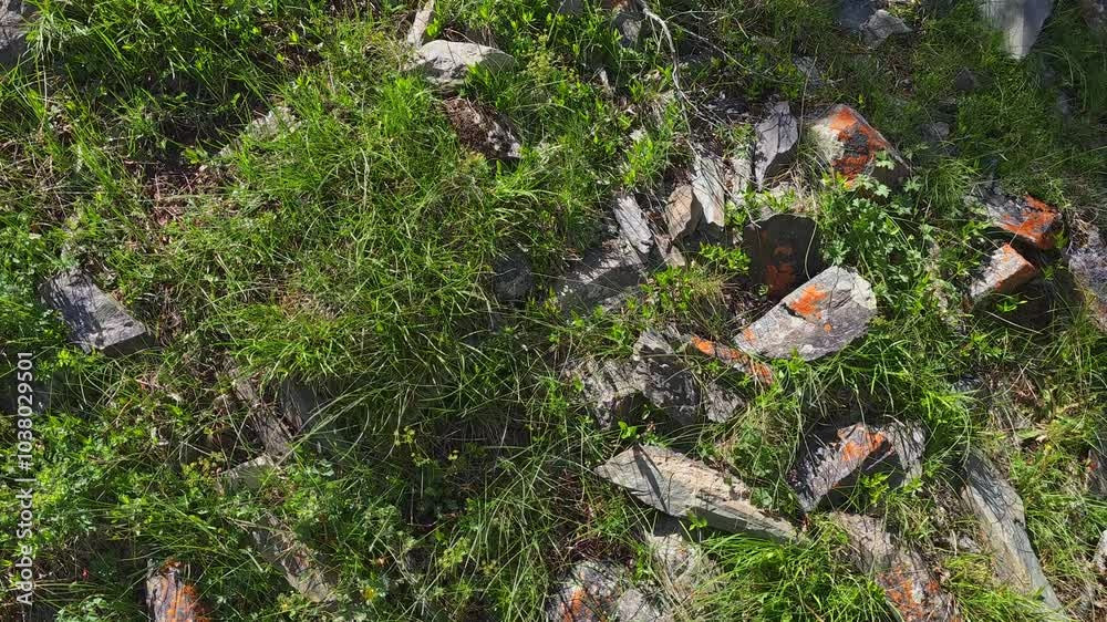 thin green grass growing between scattered small sharp rocks at sunny windy day in mountains, full-frame closeup high angle view thin green grass growing between scattered small sharp rocks at sunny windy day in mountains, full-frame closeup high angle view