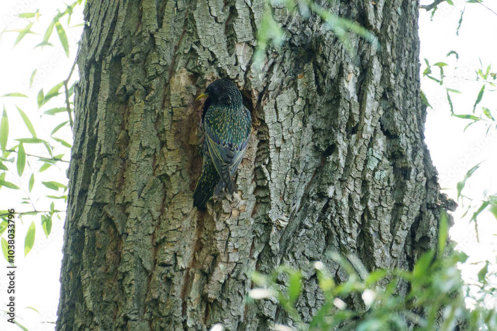 Obraz premium common starling (sturnus vulgaris) sitting next to its nest