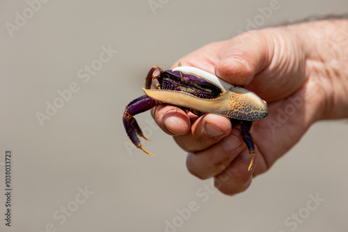 Hand holding African fiddler crab Afruca tangeri on Gambian coast
