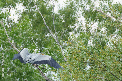 A great blue heron (Ardea cinerea)  landing on a branch photo