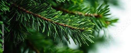 The Green Pine Tree Branch