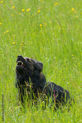 a purebred german shepard dog sitting in the grassland