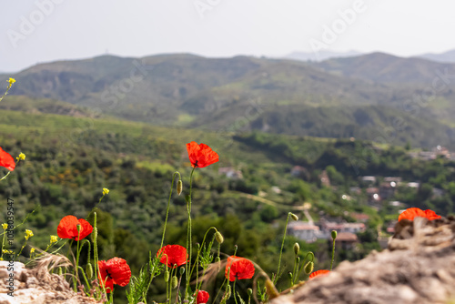 Field of vibrant red poppies in full bloom, set against picturesque backdrop of rolling hills and a distant town of Berat in Albania. Majestic mountains and rolling lush green hills in the background photo