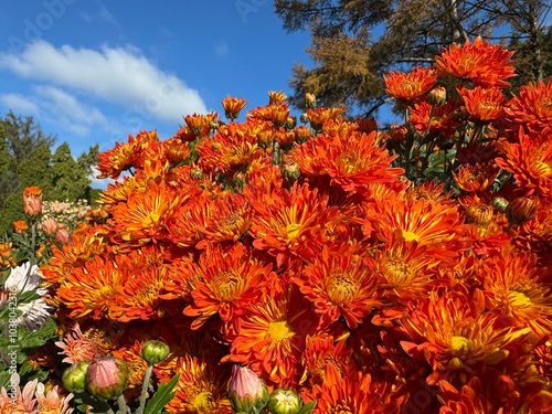 Autumn flowers Chrysanthemum bright orange yellow garden mum #1038042316